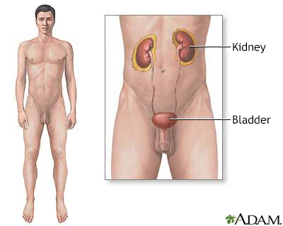 Male urinary system - Illustration Thumbnail                      