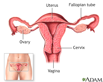 Birth control pill - series - Normal female anatomy