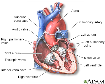 Heart - section through the middle - Illustration Thumbnail                      