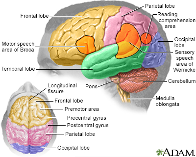 Brain - Illustration Thumbnail                      