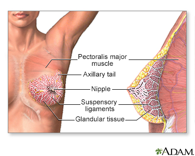 Female Breast - Illustration Thumbnail                      