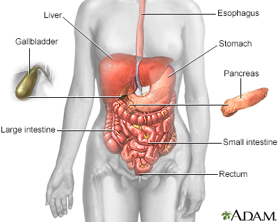 Digestive system - Illustration Thumbnail                      