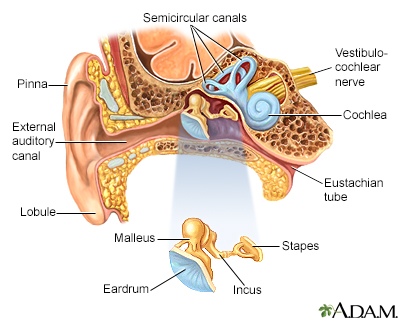 Ear anatomy - Illustration Thumbnail                      