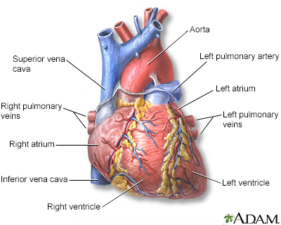 Heart - front view - Illustration Thumbnail                      