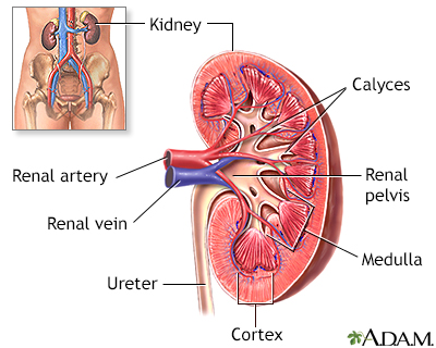 Kidney anatomy - Illustration Thumbnail                      