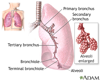 Lungs - Illustration Thumbnail                      