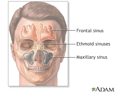 Sinuses - Illustration Thumbnail                      