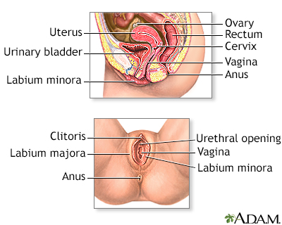 Female reproductive anatomy - Illustration Thumbnail                      