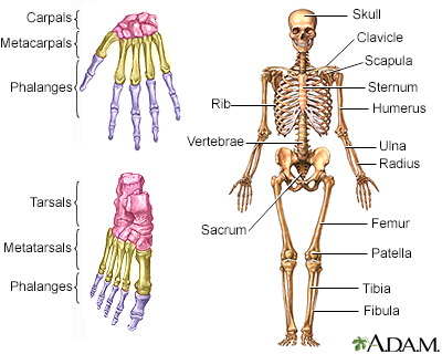 Skeleton - Illustration Thumbnail                      