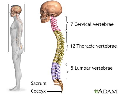 Skeletal spine - Illustration Thumbnail                      