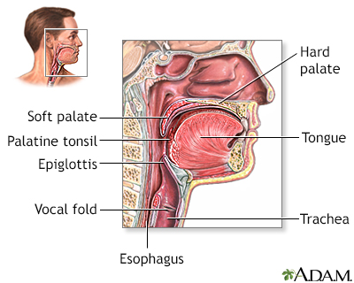 Throat anatomy - Illustration Thumbnail                      