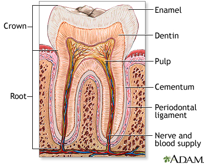 Tooth anatomy - Illustration Thumbnail                      
