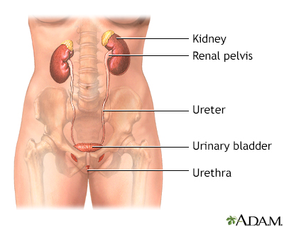 Female urinary tract - Illustration Thumbnail                      