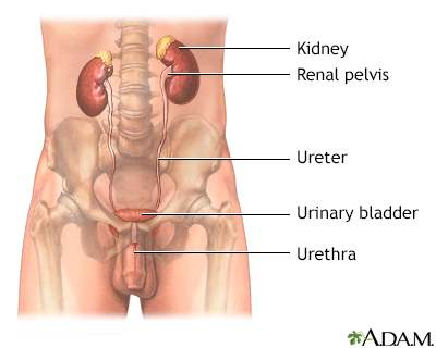 Male urinary tract - Illustration Thumbnail                      