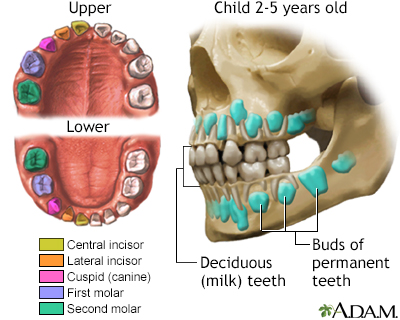 Development of baby teeth - Illustration Thumbnail                      