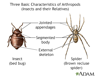 Arthropods - basic features - Illustration Thumbnail                      