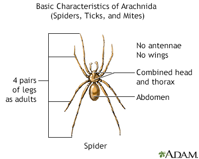 Arachnids - basic features - Illustration Thumbnail                      