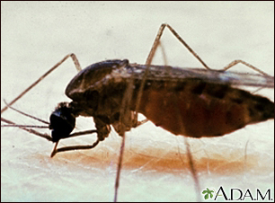 Mosquito, adult feeding on the skin - Illustration Thumbnail                      