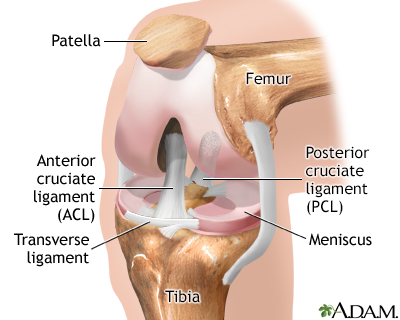 Knee arthroscopy - series - Normal anatomy - Presentation Thumbnail                    