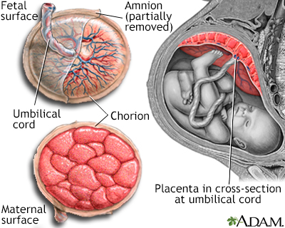 Anatomy of a normal placenta - Illustration Thumbnail                      