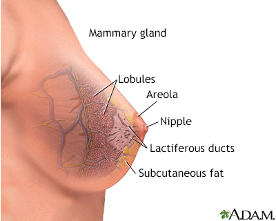 Mammary gland - Illustration Thumbnail                      