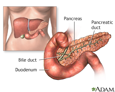 Pancreas - Illustration Thumbnail                      