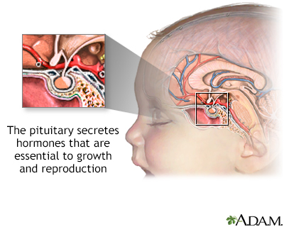 The pituitary gland - Illustration Thumbnail                      