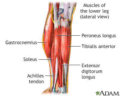 Lower leg muscles - Illustration Thumbnail                      
