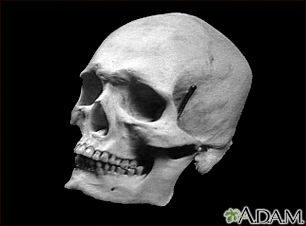 Skull of an adult - Illustration Thumbnail                      