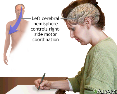 Left cerebral hemisphere - function - Illustration Thumbnail                      