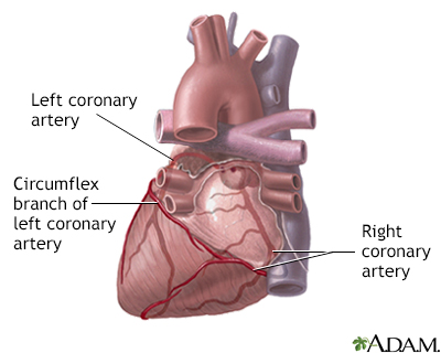 Posterior heart arteries - Illustration Thumbnail                      