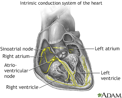 Conduction system of the heart - Illustration Thumbnail                      