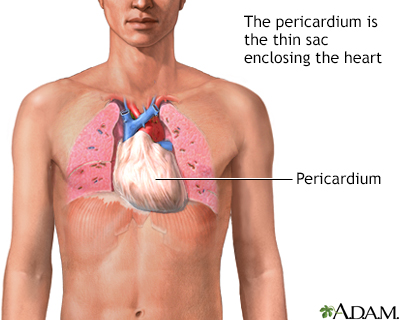 Pericardium - Illustration Thumbnail                      