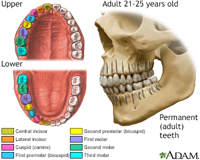 Development of permanent teeth - Illustration Thumbnail                      