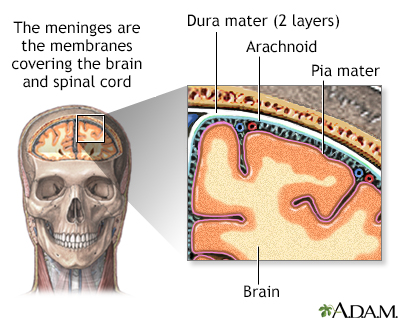 Meninges of the brain - Illustration Thumbnail                      