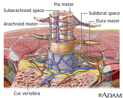 Meninges of the spine - Illustration Thumbnail                      