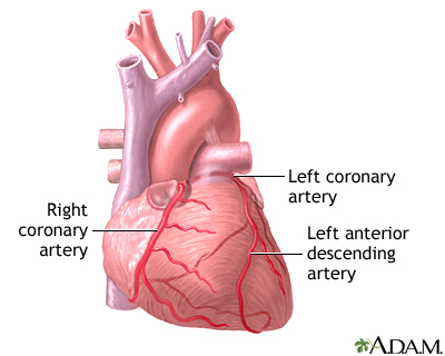 Normal heart anatomy