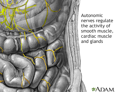 Autonomic Nerves - Illustration Thumbnail                      
