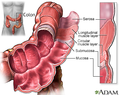 Structure of the colon - Illustration Thumbnail                      