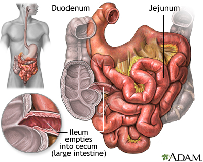Small intestine - Illustration Thumbnail                      