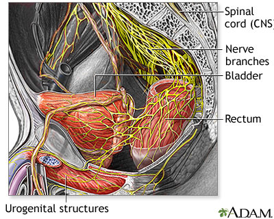Nerve supply to the pelvis - Illustration Thumbnail                      