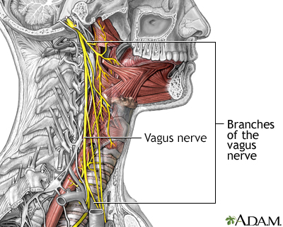 Role of the vagus nerve in epilepsy