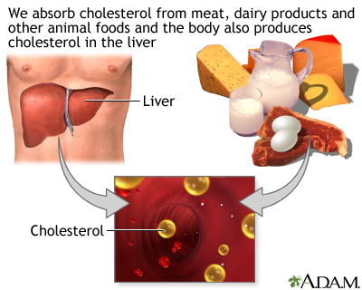 Cholesterol producers - Illustration Thumbnail                      