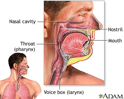 Upper respiratory tract - Illustration Thumbnail                      