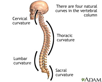 Spinal curves - Illustration Thumbnail                      