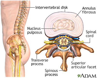 Intervertebral disk - Illustration Thumbnail                      