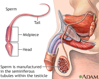 Sperm - Illustration Thumbnail                      