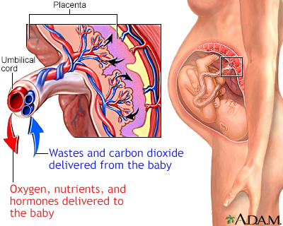 Placenta - Illustration Thumbnail                      