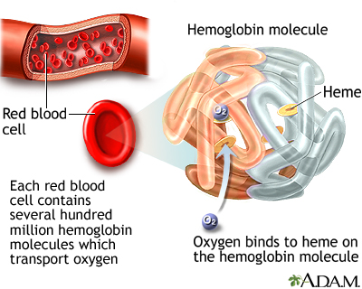 Hemoglobin - Illustration Thumbnail                      