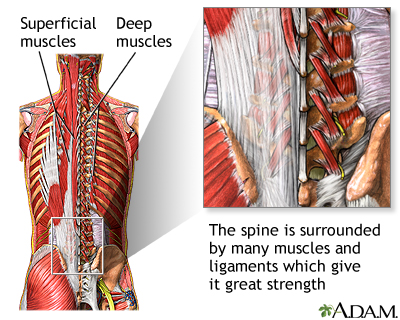 Spine supporting structures - Illustration Thumbnail                      